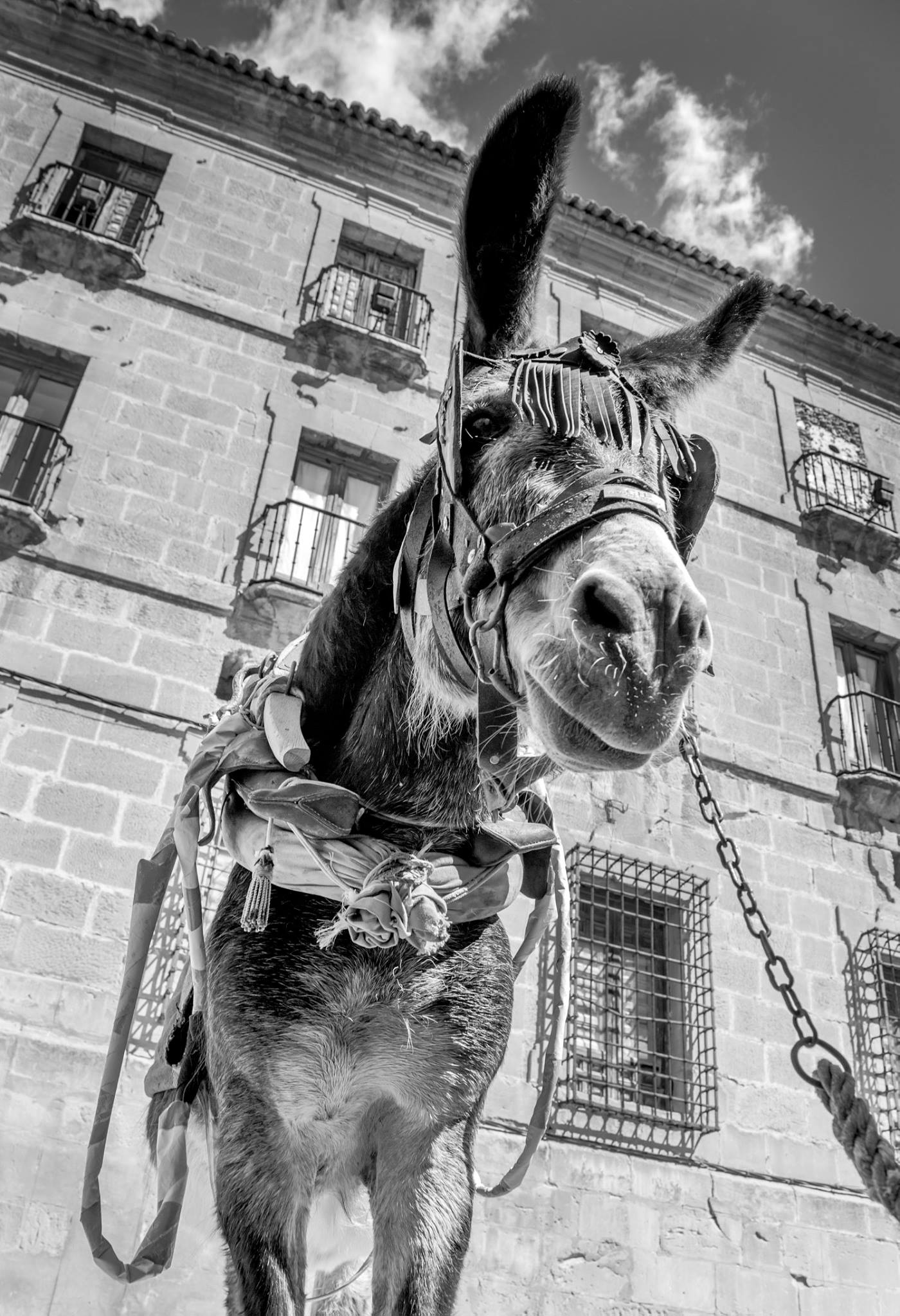 13603527_1194201870639782_6592819216312434272_o