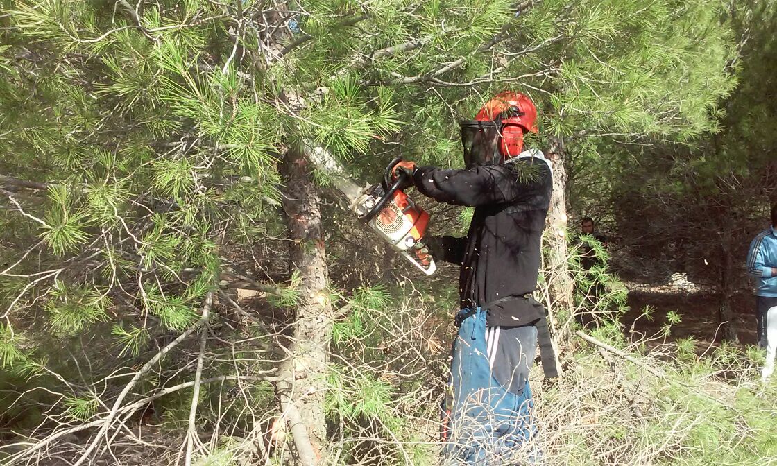 forestales