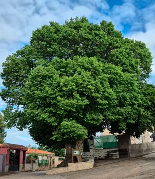 2026-olmo-de-la-romera-valdemoro
