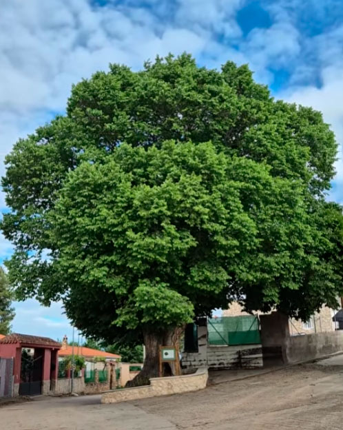 2026-olmo-de-la-romera-valdemoro